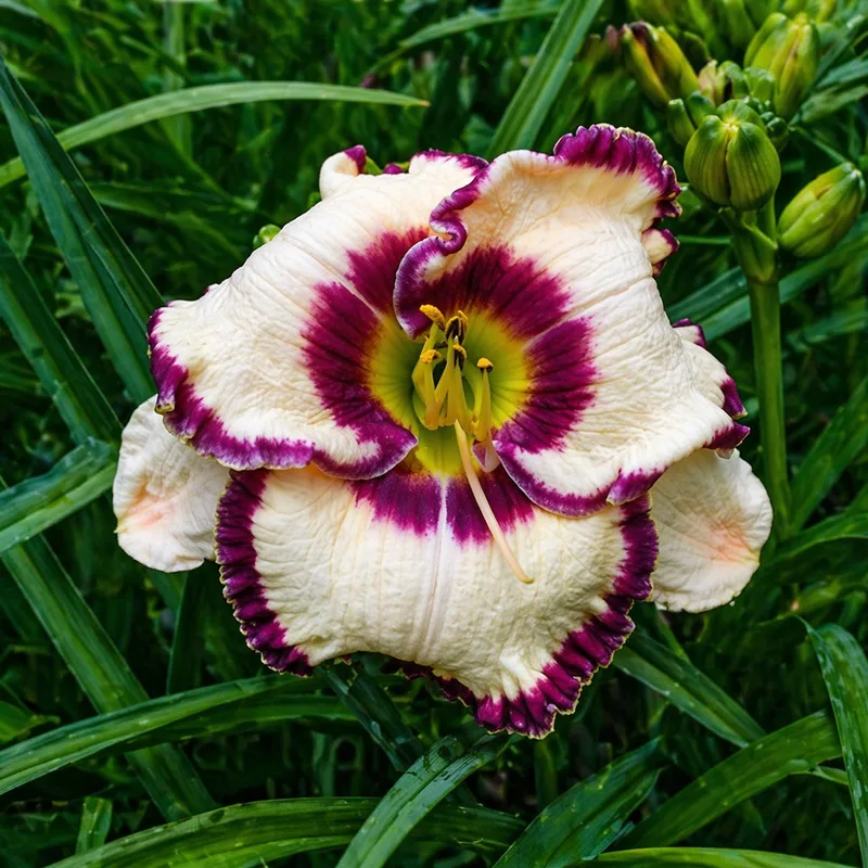 Shock Appeal daylily bloom