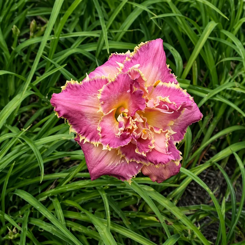 Emerie Baker daylily bloom