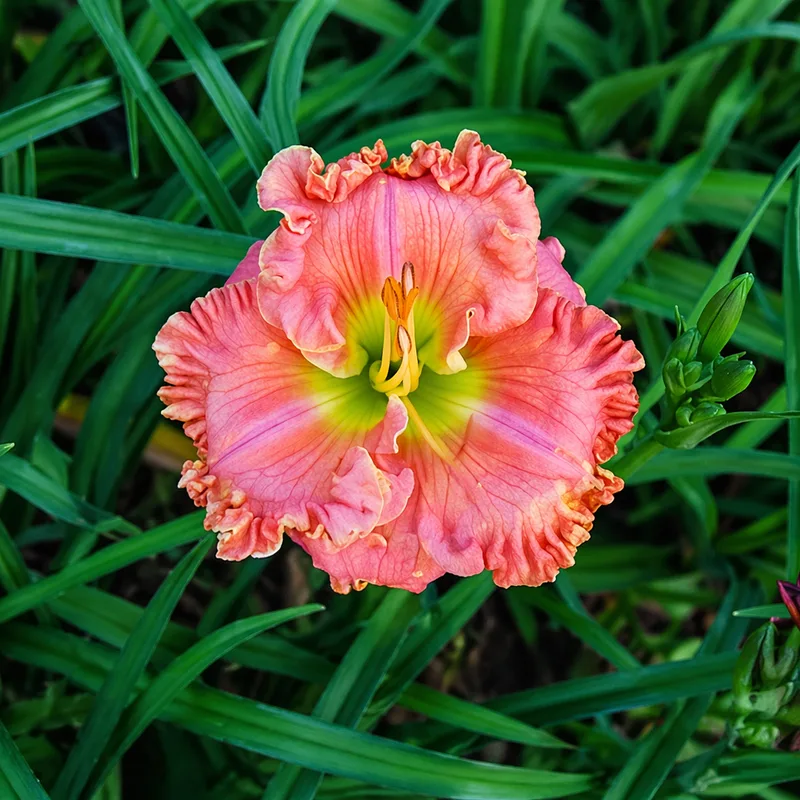Pistachio Eyes daylily bloom