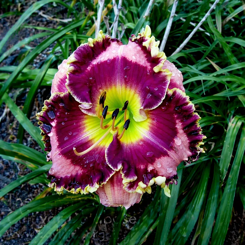 Mountain Wildflower AHS image