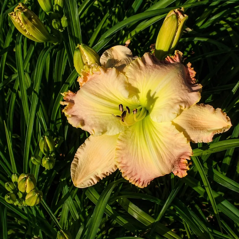 Lime in the Coconut daylily bloom