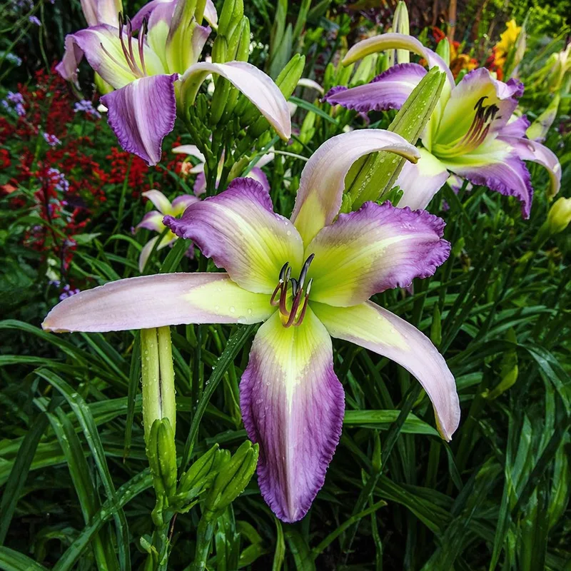 Carolina Cool Down from PlantFancyGardens, LLC