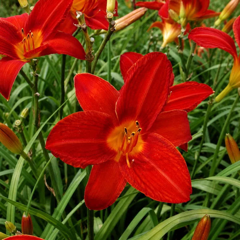 Campfire Embers