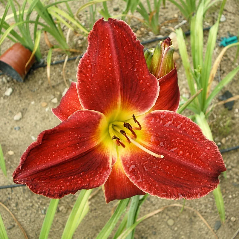 Keowee Velvety Red