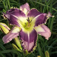Louisiana Jones AHS image