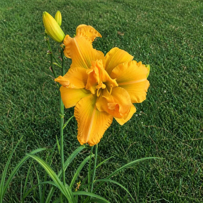 Joe Willie daylily bloom