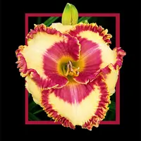 Sycamore Fruit Punch AHS image
