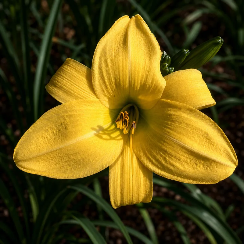 Canary Glow
