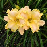 Crested Dragon AHS image
