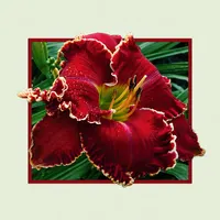 Electric Red AHS image