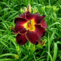 Spacecoast Dark Obsession AHS image