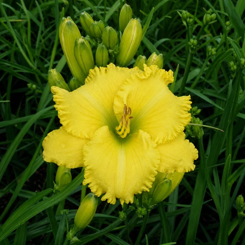 Spacecoast Irish Illumination daylily bloom