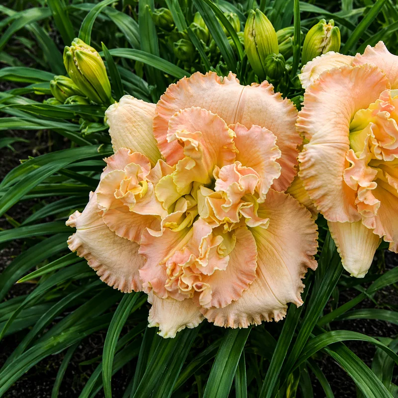 Perchance to Dream daylily bloom