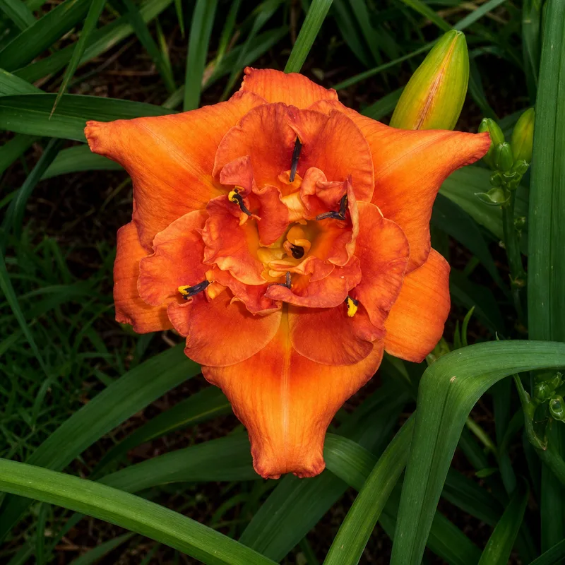 Awesome Orange
