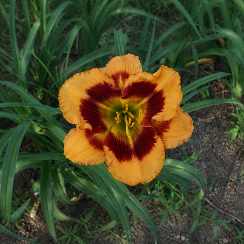 Orange Firecat