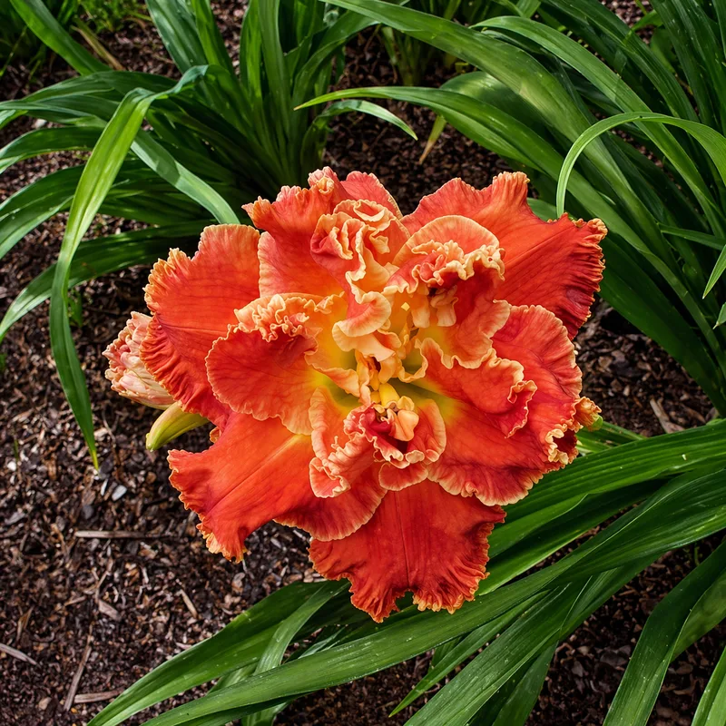 Defying Serenity daylily bloom