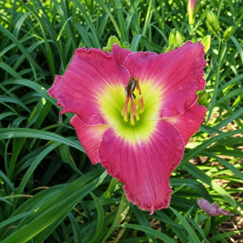 A Rose at Dawn