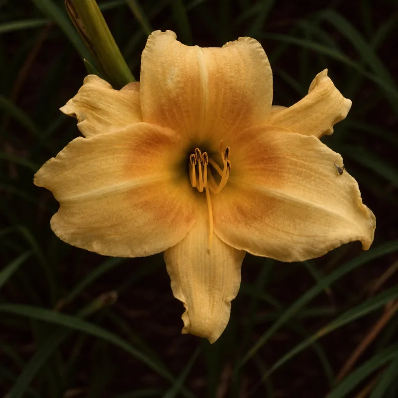 Canyon Rose