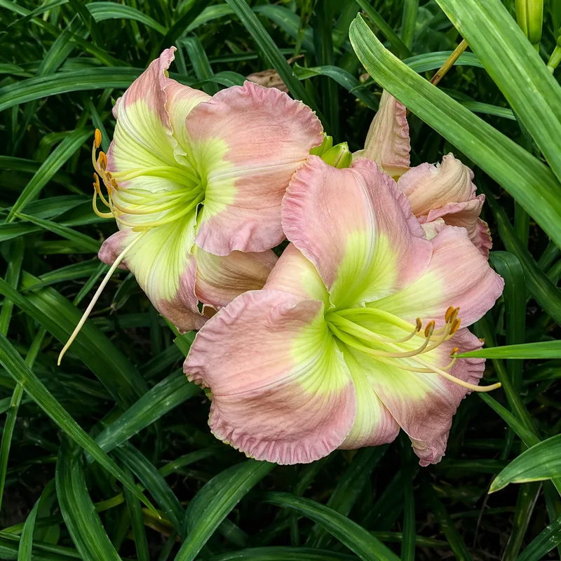 Ida Mae Norris daylily bloom