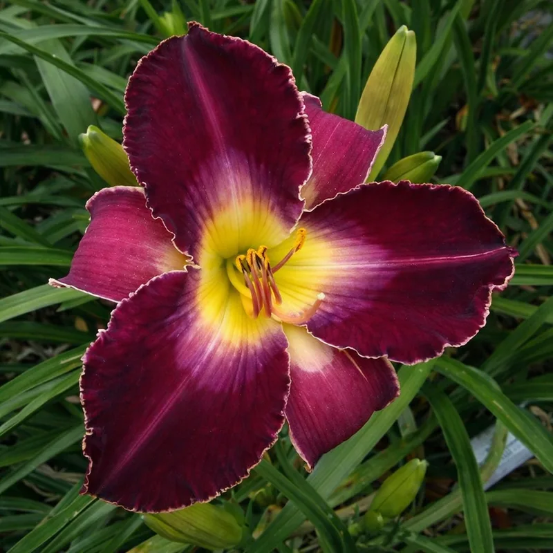 Royal Flourish AHS image