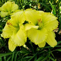 Mount Herman Yellow Green Glow AHS image