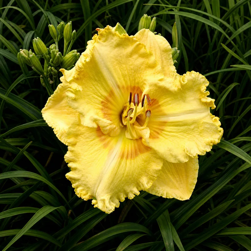 Daffodil Pancake