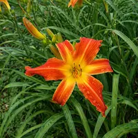 Heavenly Orange Blaze AHS image