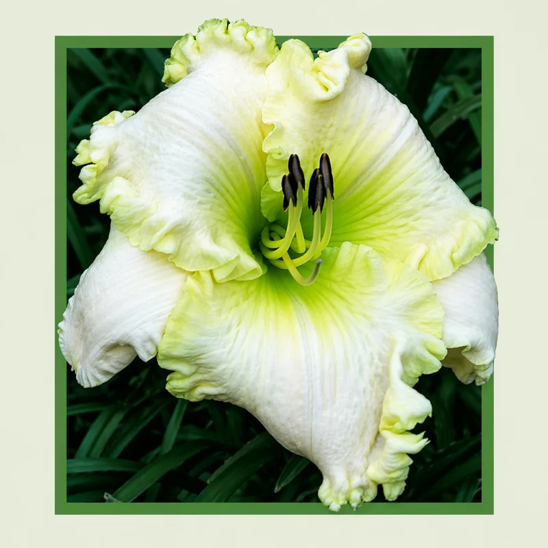 December Wedding daylily bloom