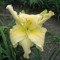 Candle in the Wind AHS image