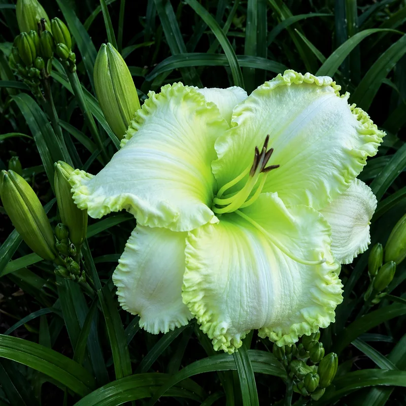It's A Dream daylily bloom
