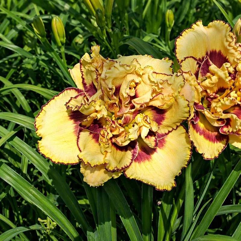 My Friend Wayne daylily bloom