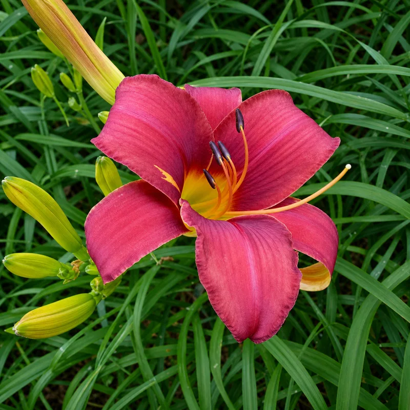 Caribbean Rose AHS image