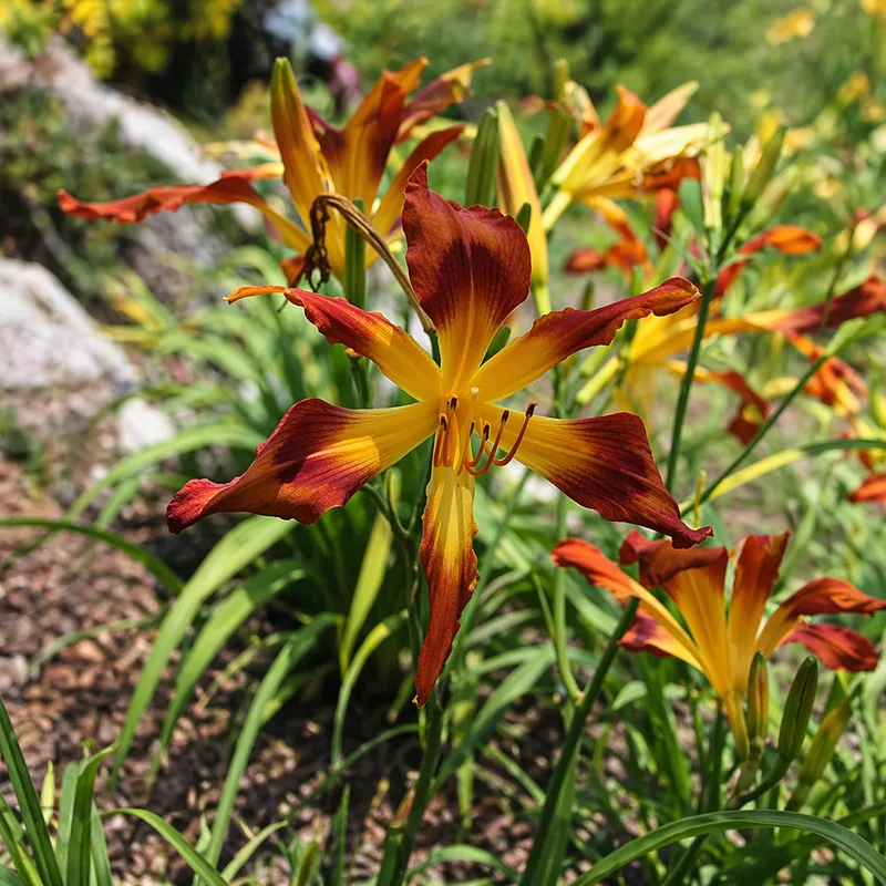 Incy Wincy Spider daylily bloom