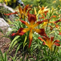 Incy Wincy Spider AHS image