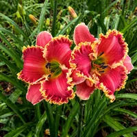 Red Ragamuffin AHS image