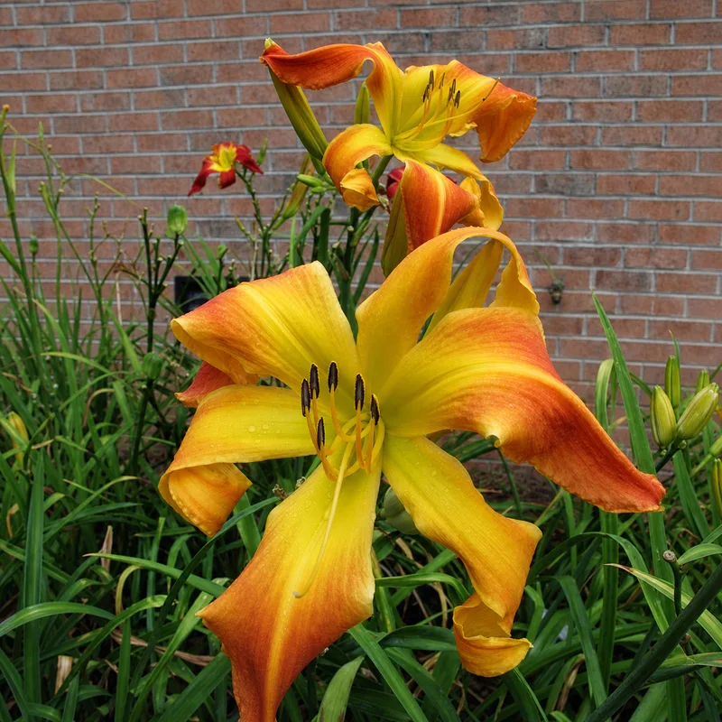 A Bloom with a View