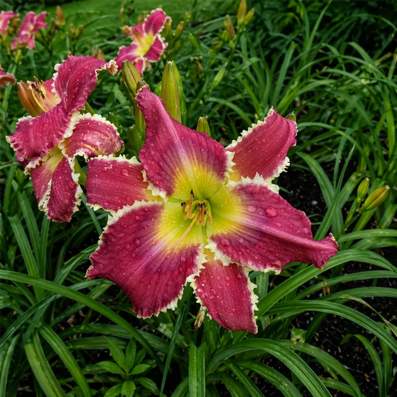 Character Counts daylily bloom