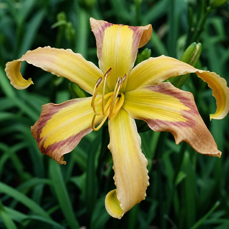 Discarded Beauty