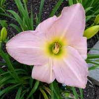 Carnation Pink AHS image