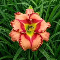 Red Sapphire AHS image
