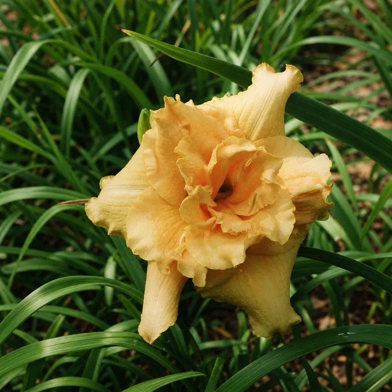Briarmoor Orange Crush