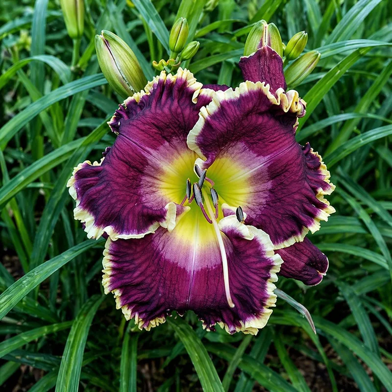 Jeanne Deaver's Dream daylily bloom
