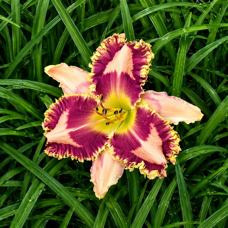 Frilly Lilyan AHS image