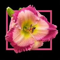 Fuchsia Sunrise AHS image