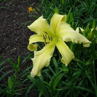 Lemon Curls AHS image
