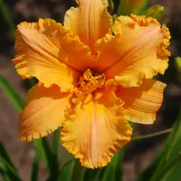 Ruffled Orange Pretzels AHS image