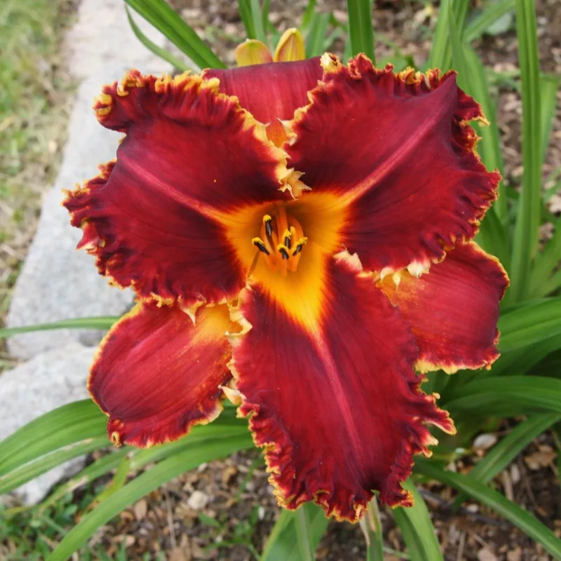 Susan Ruoff daylily bloom
