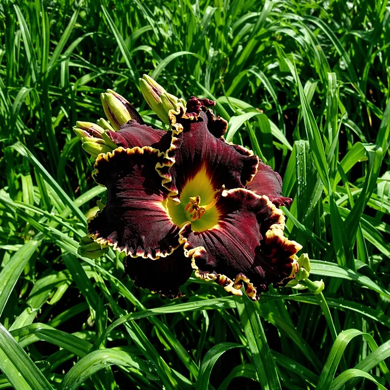 Spacecoast Dark Lord AHS image