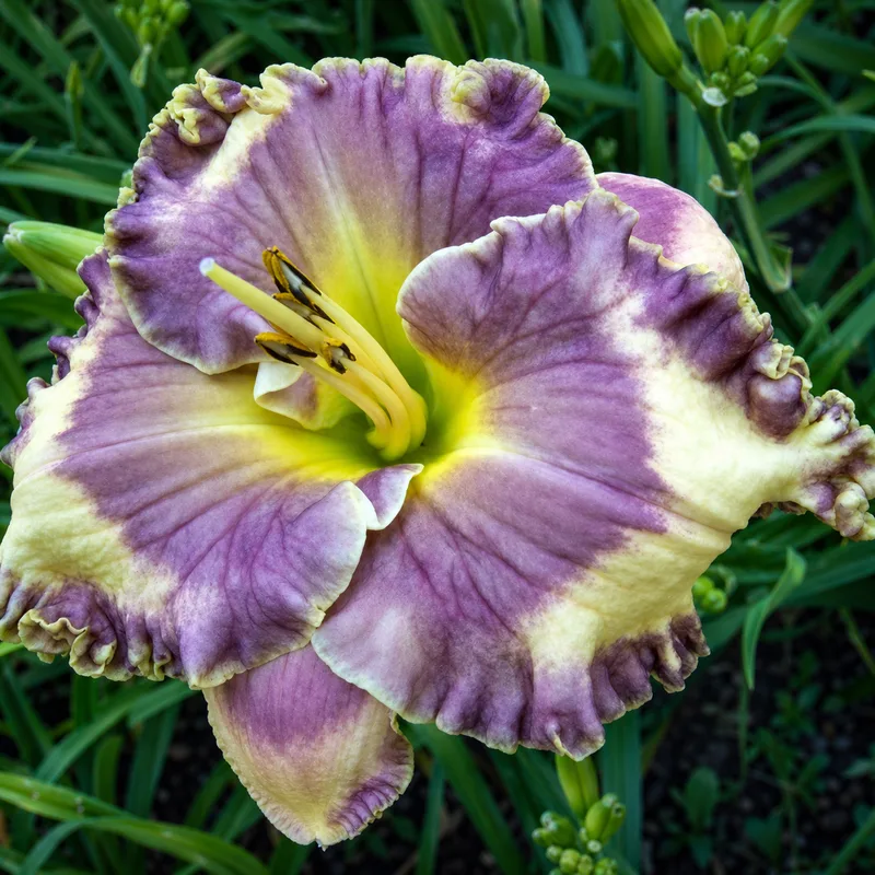 Ann Hathaway's Garden