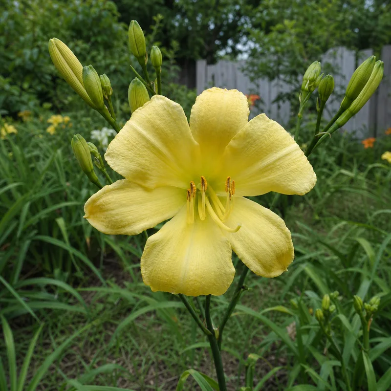 A Small Multitude